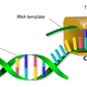Illustration for article titled Cellular Toggle Switch Could Herald An Anti-Aging Breakthrough